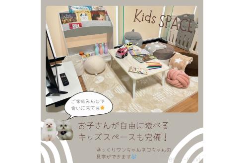 成約済の神奈川県のビションプー:ビションフリーゼ×トイプードル-362712の3枚目